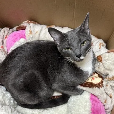 An adult medium-sized female Domestic Short Hair cat named Ms. Birdie for adoption in Tempe, AZ