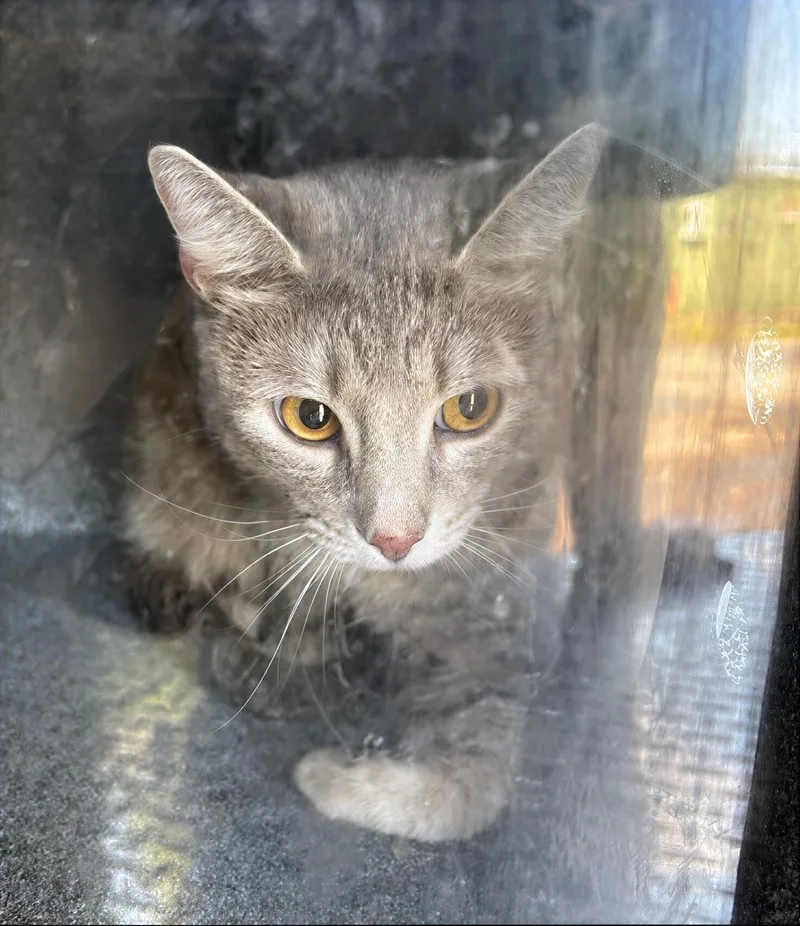 An adult medium-sized female Gray & White Domestic Short Hair cat named Samantha for adoption in Nashville, TN