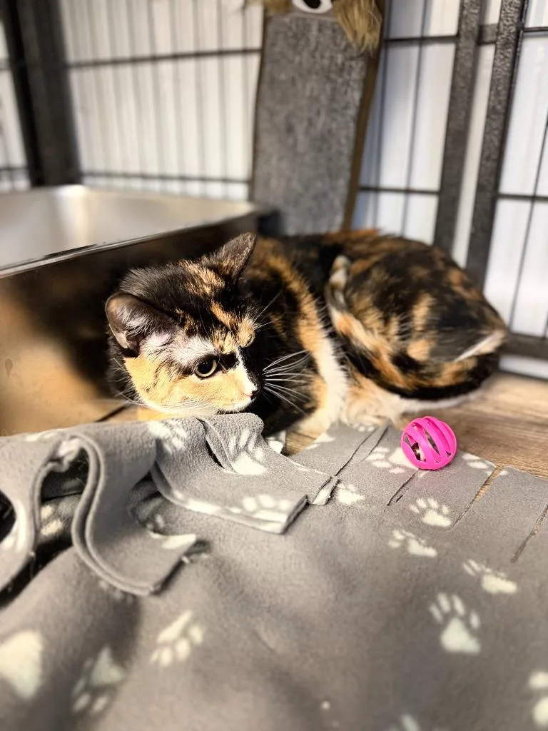 A young medium-sized female Domestic Short Hair cat named Whiskers for adoption in Algona, IA