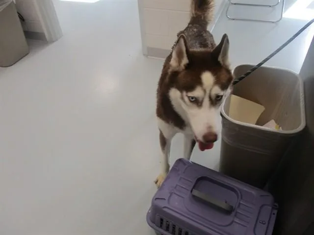 A young medium-sized male Siberian Husky dog named A for adoption in Ocala, FL