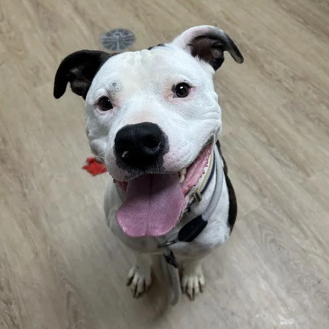An adult large-sized male Black Pit Bull Terrier dog named Cane for adoption in Lyndhurst, VA