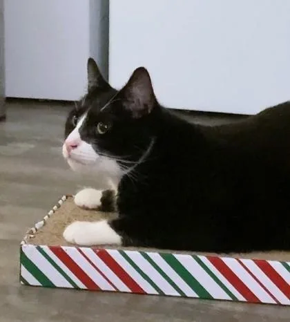 An adult medium-sized male Domestic Short Hair cat named Nino for adoption in Washington, DC