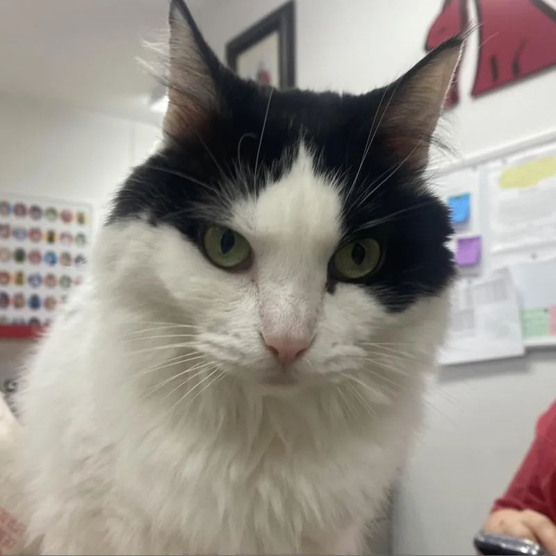 A senior medium-sized female Domestic Long Hair cat named Elyse for adoption in Dixon, IL
