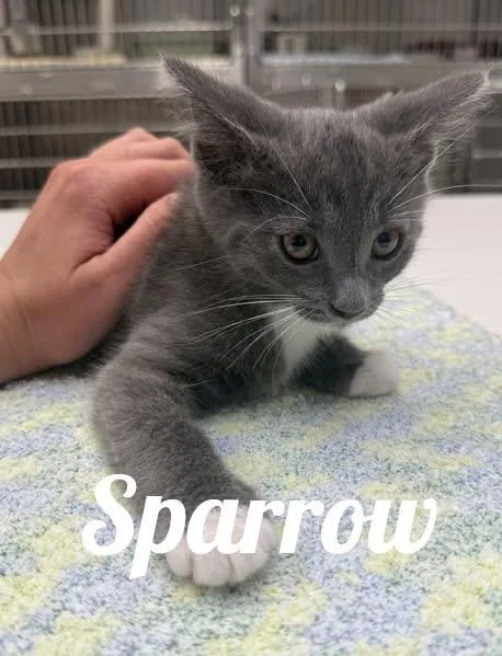 A baby medium-sized male Gray & White Domestic Short Hair cat named Sparrow for adoption in Manistee, MI