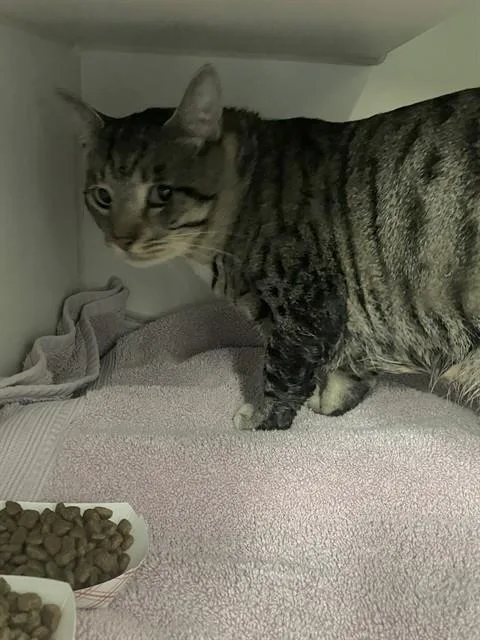 An adult large-sized male Domestic Short Hair cat named My King for adoption in Long Beach, CA