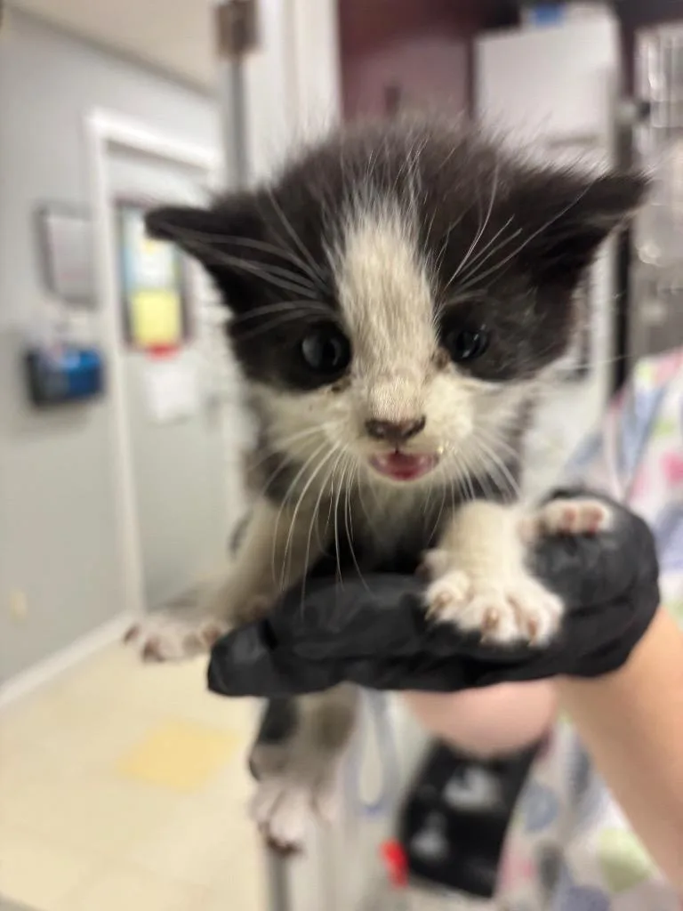 A baby medium-sized male Domestic Short Hair cat named Sparks for adoption in Fall River, MA