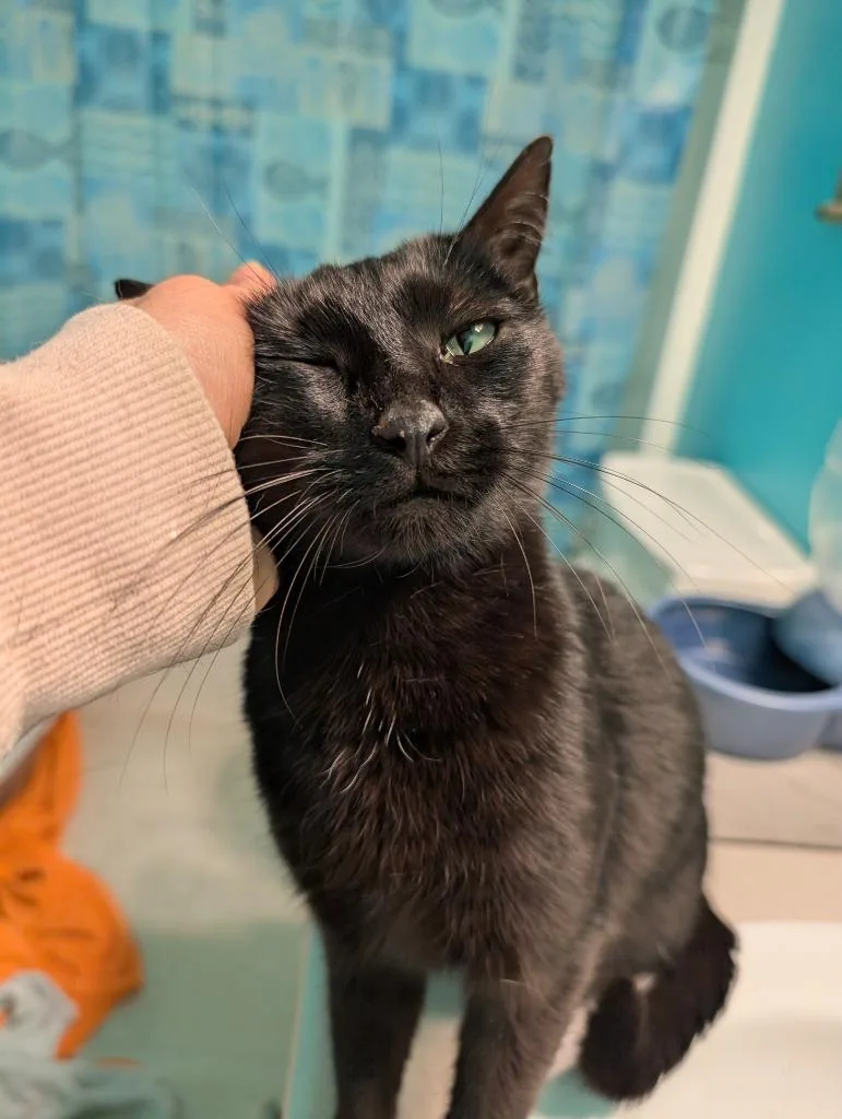 An adult medium-sized female Domestic Short Hair cat named Nori for adoption in Evans, GA