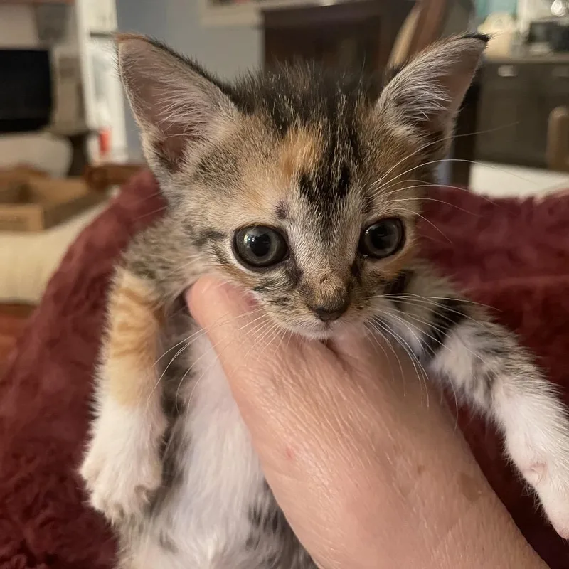 A baby extra large-sized female Brown / Chocolate Domestic Short Hair cat named F Trillion DR for adoption in Tallahassee, FL