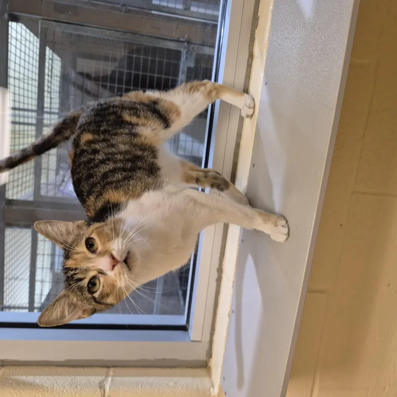 An adult small-sized female Domestic Short Hair cat named Sybil for adoption in Schertz, TX
