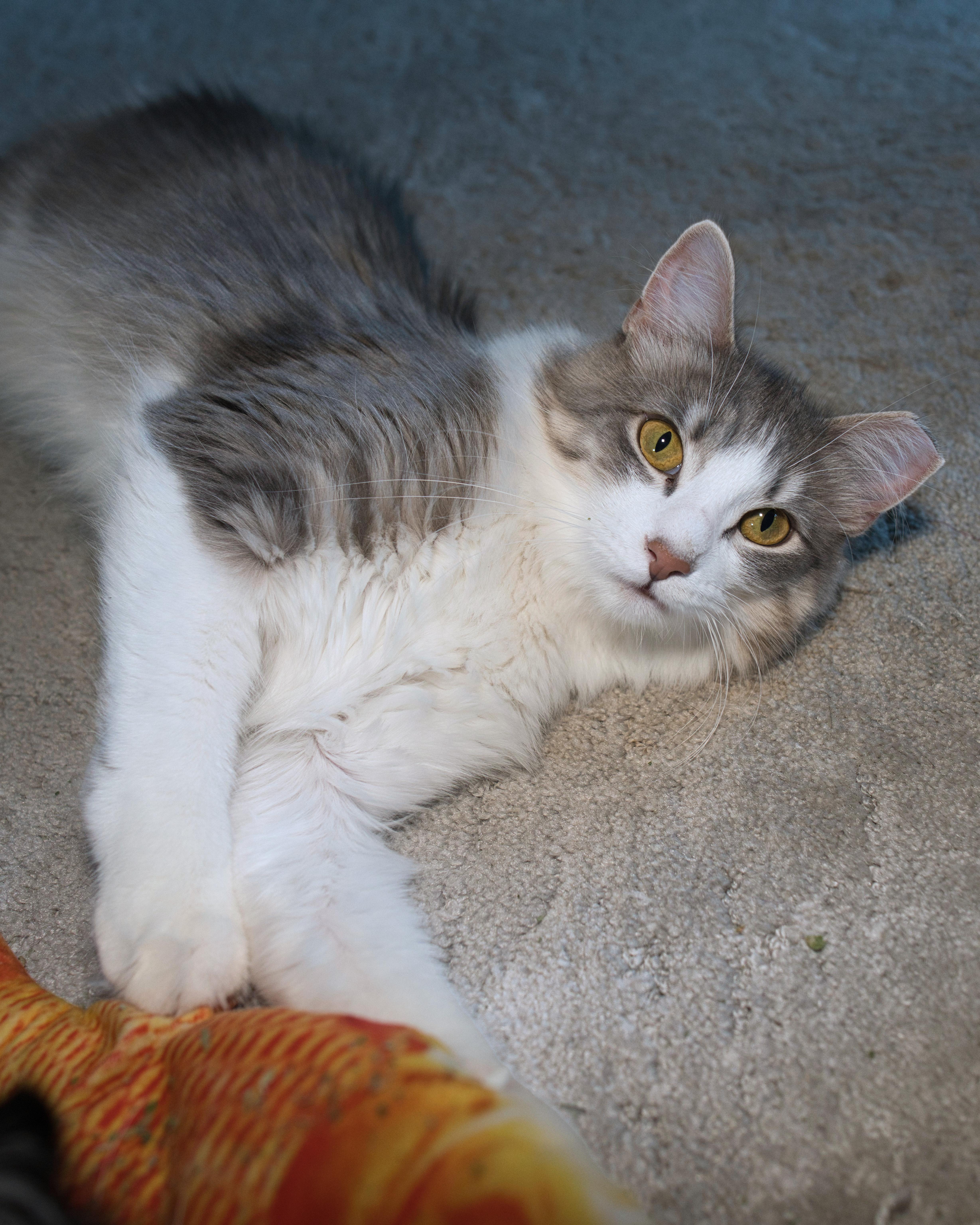 A young medium-sized female Gray & White Domestic Long Hair cat named Buttons for adoption in Milwaukee, WI