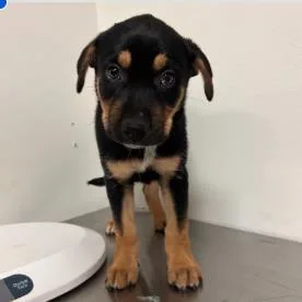 A baby medium-sized female Mixed Breed dog named Alessandra for adoption in West Chester, PA