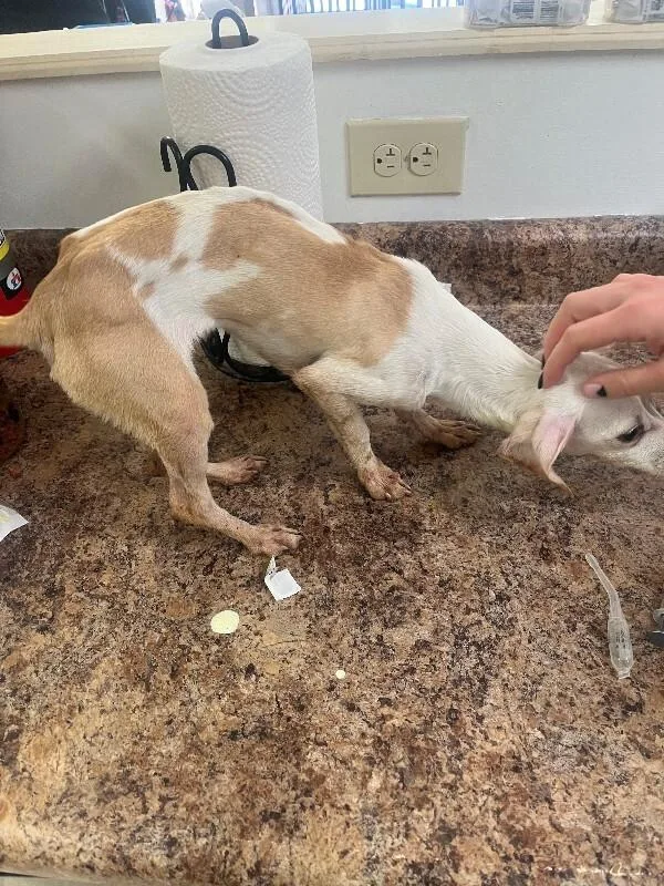 A young small-sized female White / Cream Mixed Breed dog named Zep for adoption in Cincinnati, OH