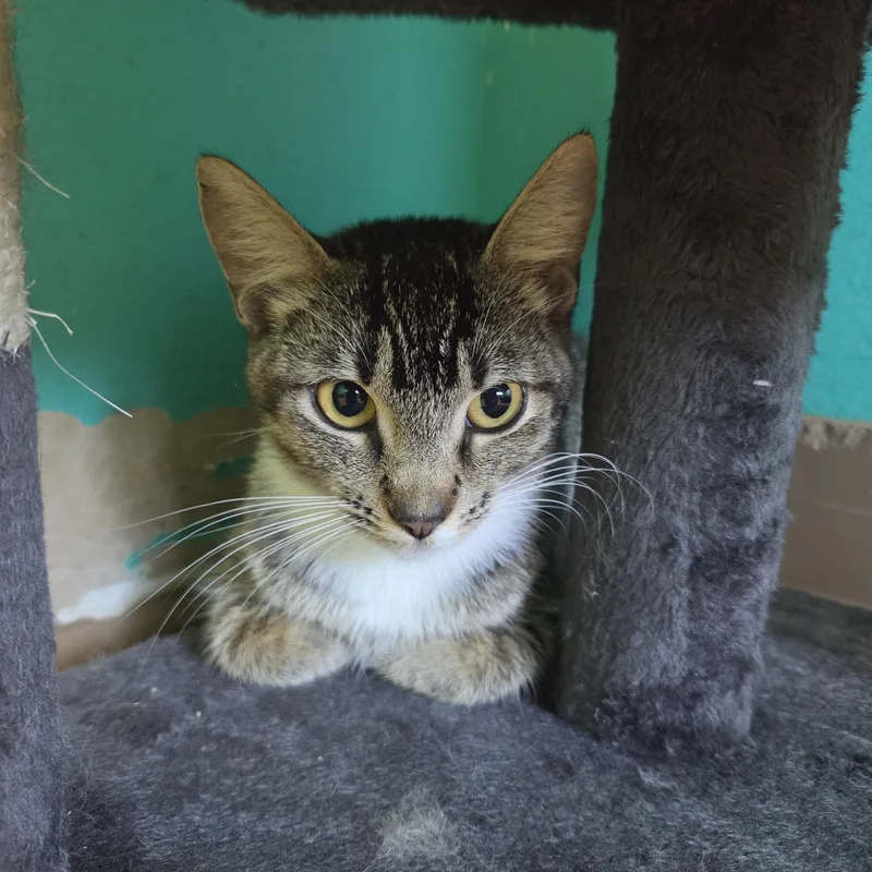 A young medium-sized female Tabby (Brown / Chocolate) Domestic Short Hair cat named Fingers for adoption in Brookings, SD