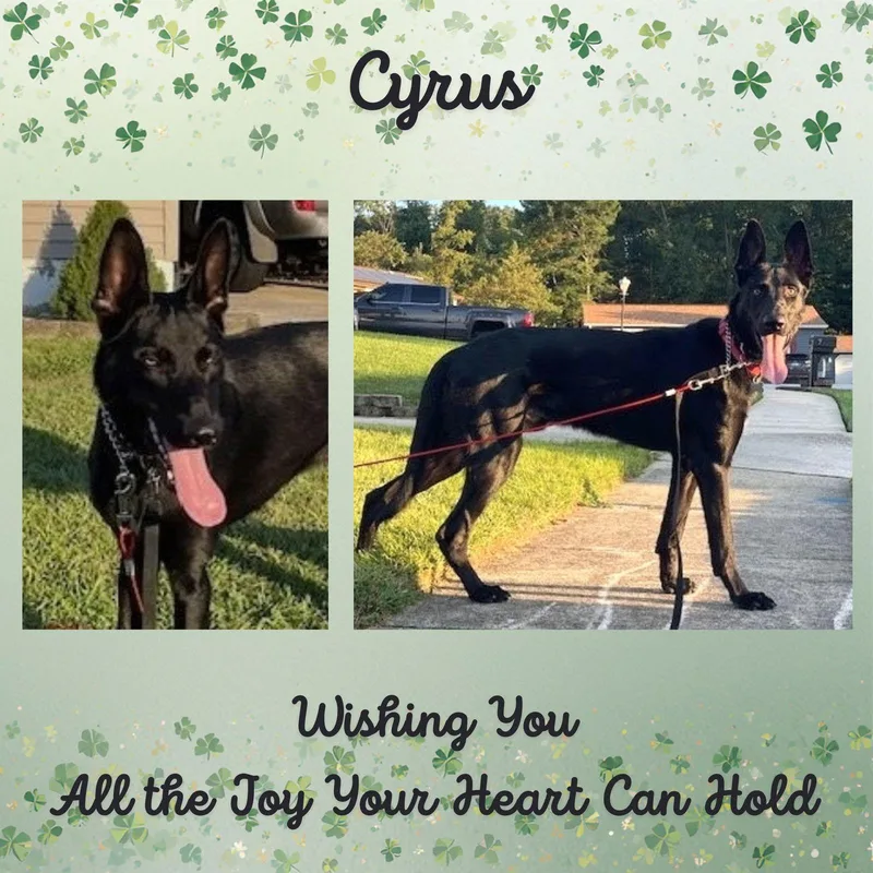 Cyrus thumbnail 3