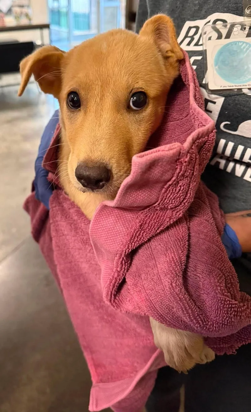 A baby medium-sized female Labrador Retriever dog named Found stray: Ladybug for adoption in Rockwall, TX
