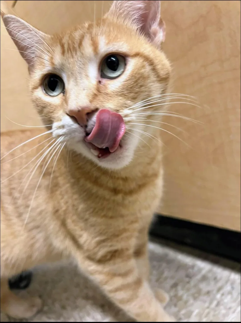 A young medium-sized female Orange / Red Domestic Short Hair cat named Honey for adoption in Pearland, TX