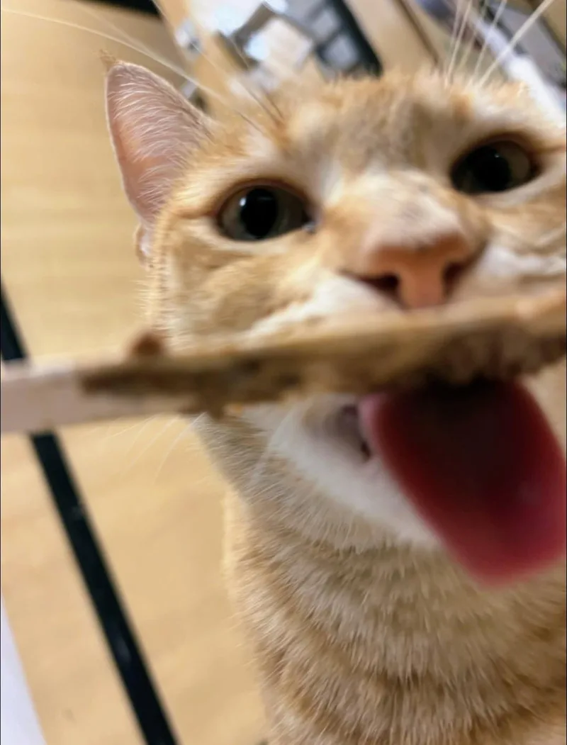 Honey thumbnail 4