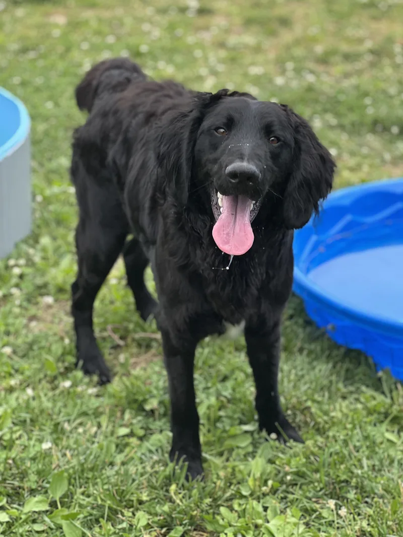 A young large-sized male Black Flat-Coated Retriever dog named Waylon for adoption in Monroe, OH