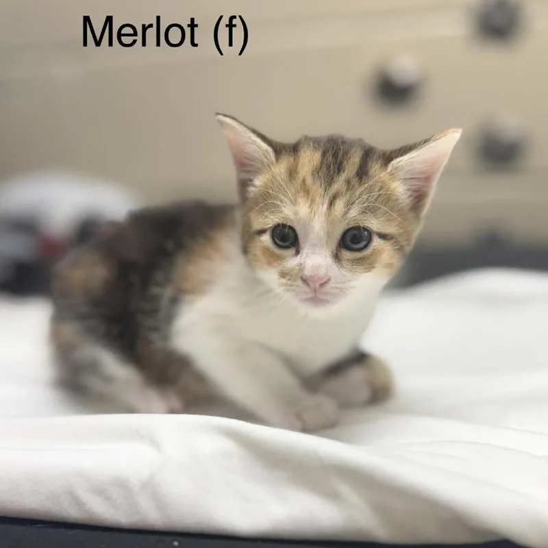 Merlot thumbnail 2