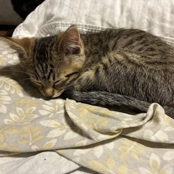 A baby medium-sized male Tabby (Brown / Chocolate) Domestic Short Hair cat named Ernie for adoption in Chicago, IL