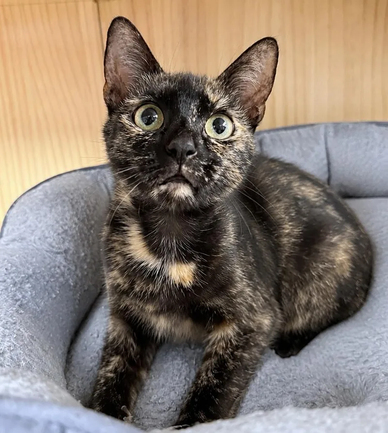 A young medium-sized female Tortoiseshell American Shorthair cat named Midnight for adoption in Philadelphia, PA