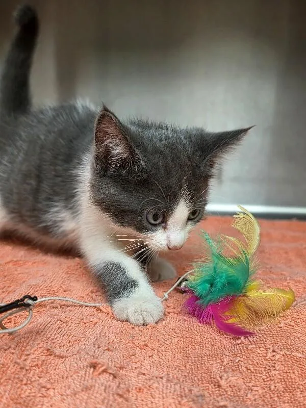 A young medium-sized female Domestic Short Hair cat named Taffy for adoption in Bluffton, IN