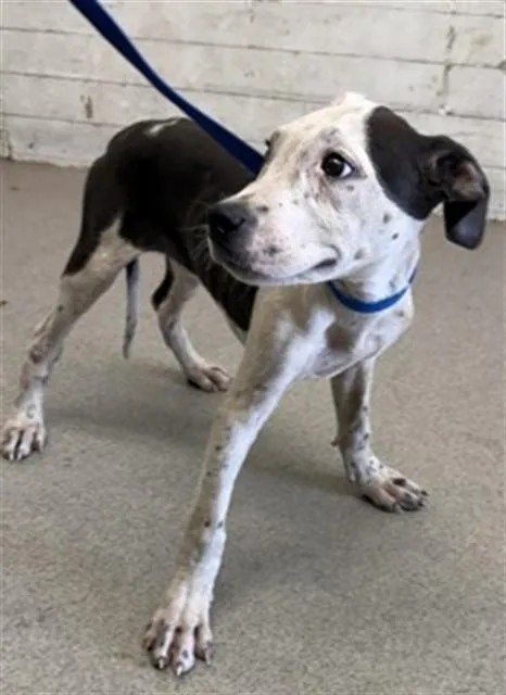 A baby small-sized male Pit Bull Terrier dog named Jellybean for adoption in San Bernardino, CA