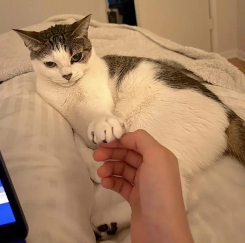 An adult medium-sized female White Domestic Short Hair cat named Nabi for adoption in Amherst, MA