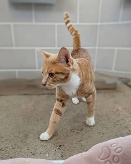 Sebastian thumbnail 2