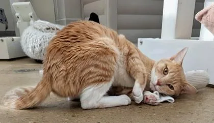 Sebastian thumbnail 3