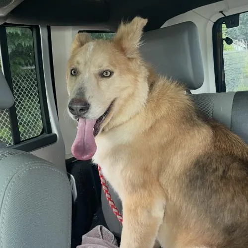 A young medium-sized male Apricot / Beige Mixed Breed dog named Rudolph for adoption in Sullivan City, TX