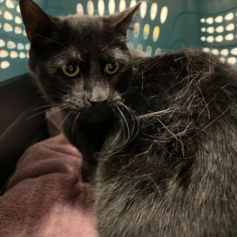 An adult large-sized male Black Domestic Short Hair cat named Whale for adoption in York, PA