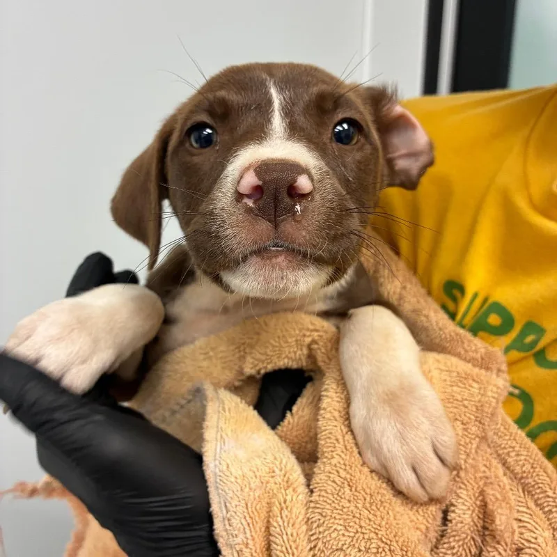 A baby small-sized female White / Cream Mixed Breed dog named Malina for adoption in Abilene, TX