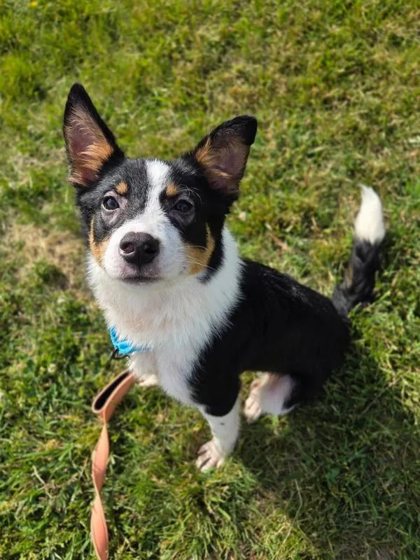 A young small-sized male Border Collie dog named Doobert for adoption in Millersville, MD
