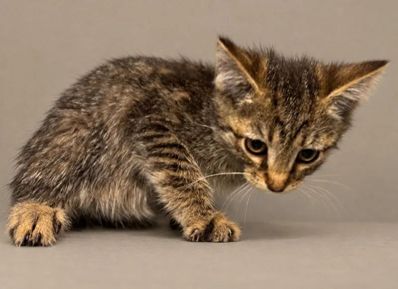 A baby medium-sized female Domestic Short Hair cat named Frenchy for adoption in GREENVILLE, NC