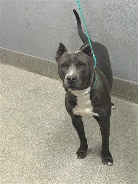 A young medium-sized male Cane Corso dog named Pancho for adoption in Las Vegas, NV