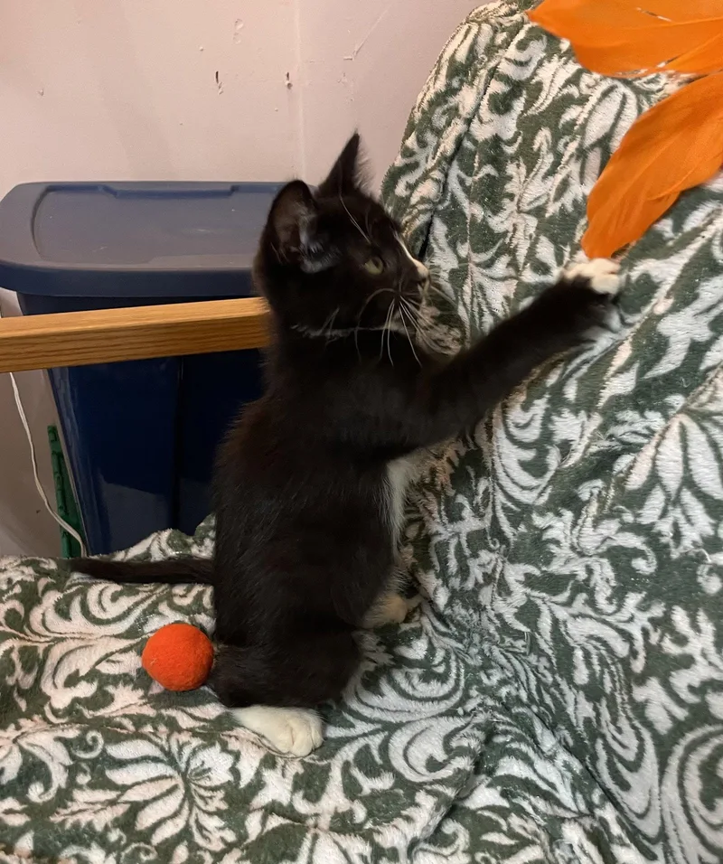 A baby medium-sized male Black & White / Tuxedo Domestic Medium Hair cat named Parker for adoption in Stover, MO