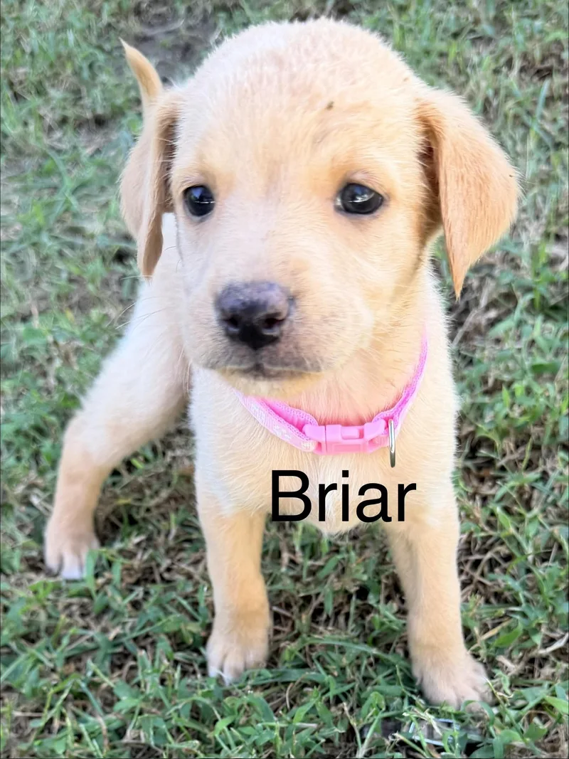 A young medium-sized female Yellow / Tan / Blond / Fawn Labradoodle dog named Briar for adoption in Pawleys Island, SC