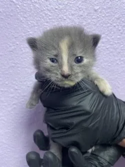 A baby small-sized female Gray / Blue / Silver Domestic Medium Hair cat named 60828113 for adoption in El Paso, TX