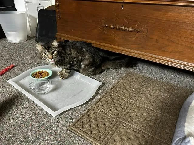 A young medium-sized female Domestic Long Hair cat named Caprese for adoption in Cincinnati, OH