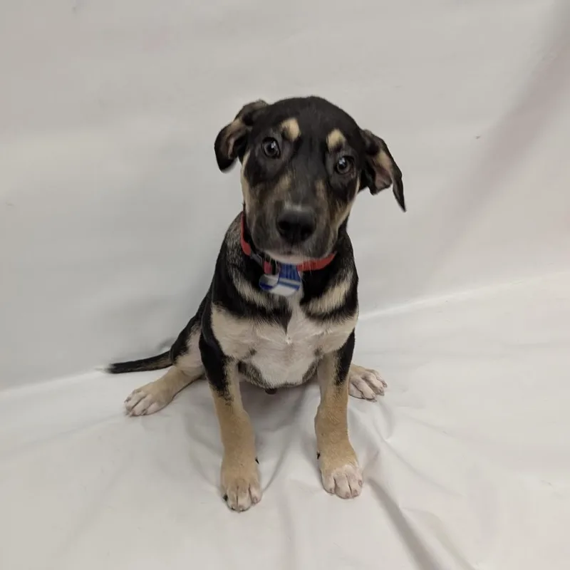 A baby small-sized male Labrador Retriever dog named Bobby for adoption in Parker, CO