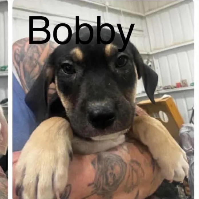 Bobby thumbnail 2