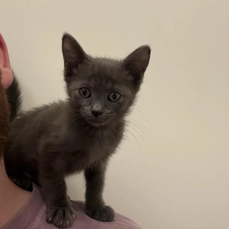 Rust  Athens  thumbnail 2