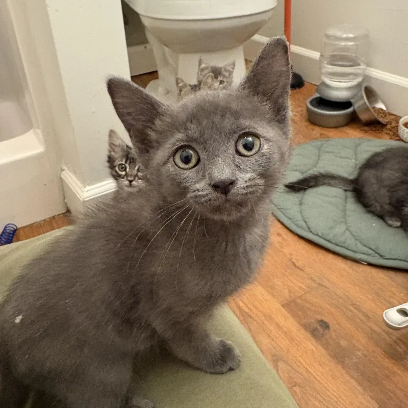 Rust  Athens  thumbnail 3