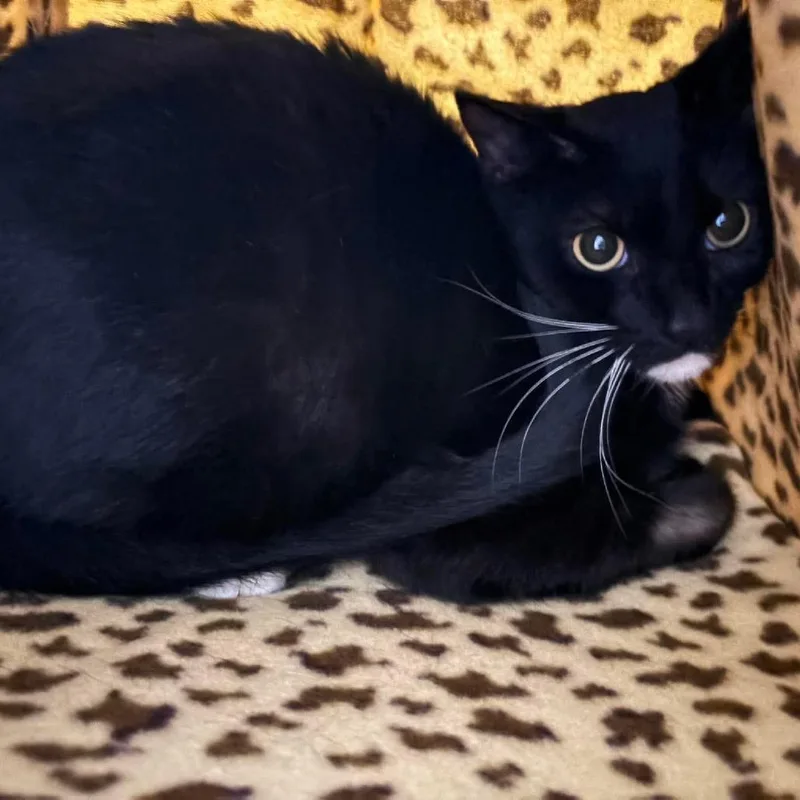 An adult small-sized male Black Domestic Short Hair cat named Oreo for adoption in Johnstown, PA