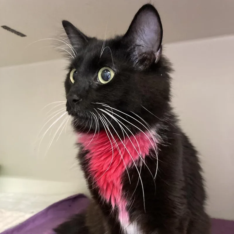 Ruby Peaches thumbnail 2