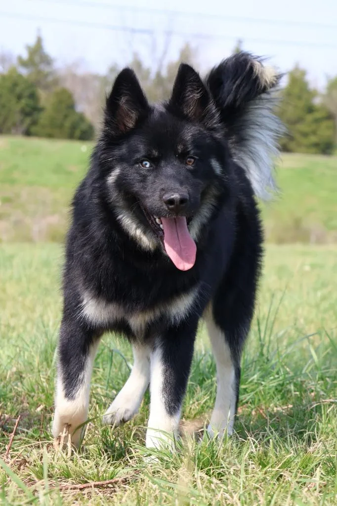 A young large-sized male Mixed Breed dog named Bear for adoption in Columbia, TN