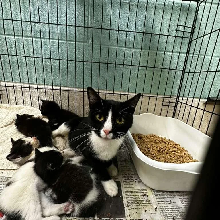 An adult medium-sized female Black Domestic Medium Hair cat named Aragon for adoption in Gadsden, AL