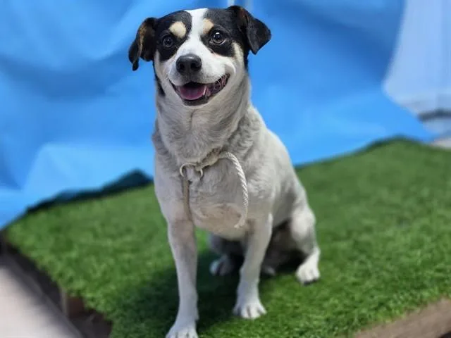 An adult small-sized male Terrier dog named Junior for adoption in Gardena, CA
