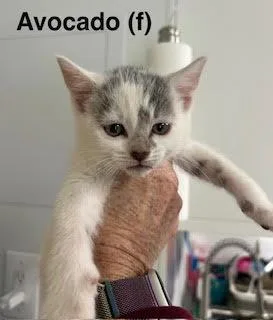 Avocado